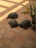 ImageUploadedByTortoise Forum1497192652.118761.jpg