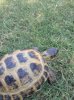 ImageUploadedByTortoise Forum1497649334.054947.jpg