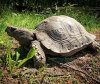 ImageUploadedByTortoise Forum1497663501.403052.jpg