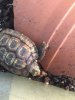 ImageUploadedByTortoise Forum1498230843.312435.jpg