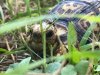 ImageUploadedByTortoise Forum1499210125.083685.jpg