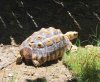 ImageUploadedByTortoise Forum1499618304.875338.jpg