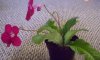 streptocarpus tanager (own)3.jpg