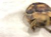 ImageUploadedByTortoise Forum1499720499.146592.jpg