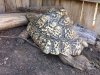 ImageUploadedByTortoise Forum1500333219.303648.jpg