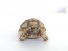 ImageUploadedByTortoise Forum1500406436.957084.jpg