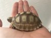 ImageUploadedByTortoise Forum1500448699.854097.jpg