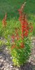 cardinal_flower.jpg