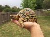 ImageUploadedByTortoise Forum1500855855.242721.jpg