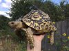 ImageUploadedByTortoise Forum1500866445.340041.jpg