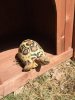 ImageUploadedByTortoise Forum1500866620.818023.jpg