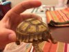 ImageUploadedByTortoise Forum1500932243.706939.jpg