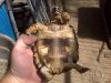 Tortoise (2).jpg