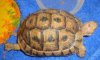 Tortoise2.jpg