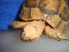 Tortoise4.jpg