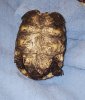 redfoot tortoise plastron 5 16 08 cropped.jpg
