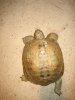 Pumpkins, Death Valley, Steel Valley, tortoise 096b.jpg