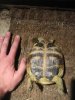 Pumpkins, Death Valley, Steel Valley, tortoise 099b.jpg