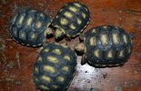 synchronised turtles.jpg