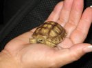 Baby Tortoise.jpg