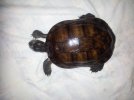 turtle2.JPG