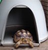 ImageUploadedByTortoise Forum1501258493.487471.jpg