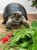 ImageUploadedByTortoise Forum1501446512.003109.jpg