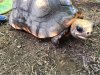 ImageUploadedByTortoise Forum1501481167.729036.jpg