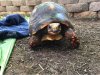 ImageUploadedByTortoise Forum1501481206.944597.jpg