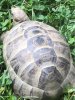 ImageUploadedByTortoise Forum1501550956.367866.jpg