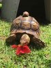 ImageUploadedByTortoise Forum1501571562.356466.jpg