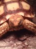 ImageUploadedByTortoise Forum1501629642.869443.jpg