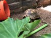 ImageUploadedByTortoise Forum1501655271.255685.jpg