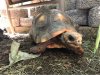 ImageUploadedByTortoise Forum1501655369.618275.jpg