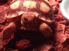 ImageUploadedByTortoise Forum1501691250.409252.jpg