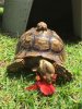 ImageUploadedByTortoise Forum1501746266.803836.jpg