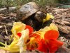 ImageUploadedByTortoise Forum1501987658.839150.jpg