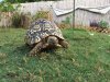 ImageUploadedByTortoise Forum1502404965.620466.jpg