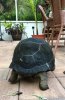 ImageUploadedByTortoise Forum1502410961.031183.jpg