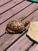 ImageUploadedByTortoise Forum1502477552.424476.jpg