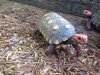 ImageUploadedByTortoise Forum1503150173.641092.jpg