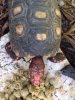 ImageUploadedByTortoise Forum1503150292.691980.jpg