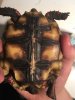 ImageUploadedByTortoise Forum1503455249.358651.jpg