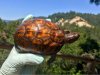 ImageUploadedByTortoise Forum1504060689.681369.jpg