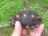 ImageUploadedByTortoise Forum1504279692.465647.jpg