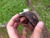 ImageUploadedByTortoise Forum1504279704.248307.jpg