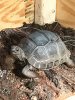 ImageUploadedByTortoise Forum1504557532.601058.jpg