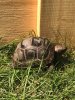 ImageUploadedByTortoise Forum1504562982.930947.jpg