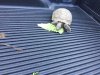 found tortoise 9-6.jpg