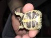 ImageUploadedByTortoise Forum1504813860.207754.jpg